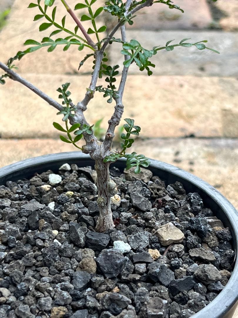 塊根植物　コーデックス　オペルクリカリア　パキプス　実生　6年経過