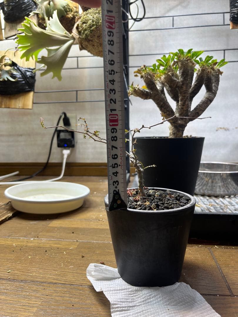 塊根植物　コーデックス　オペルクリカリア　パキプス　実生　6年経過