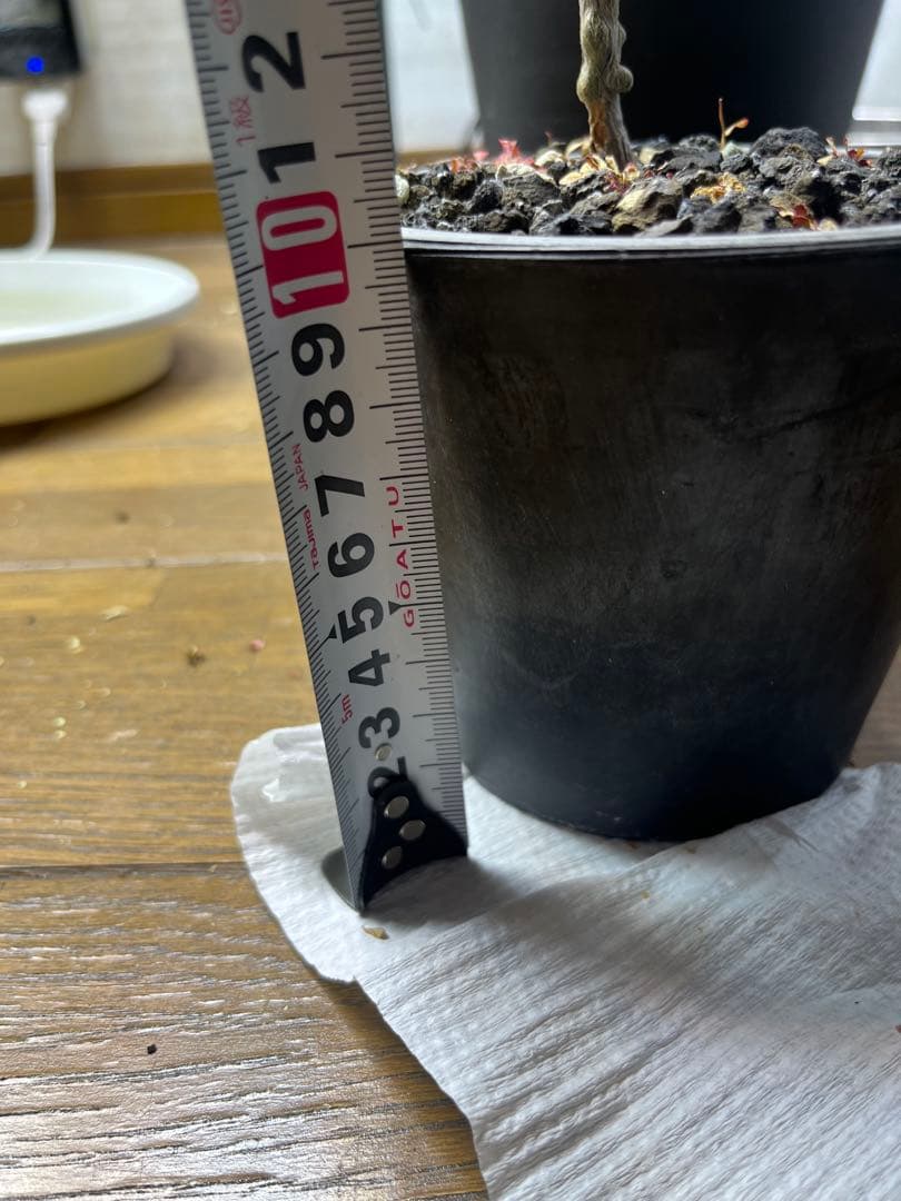 塊根植物　コーデックス　オペルクリカリア　パキプス　実生　6年経過