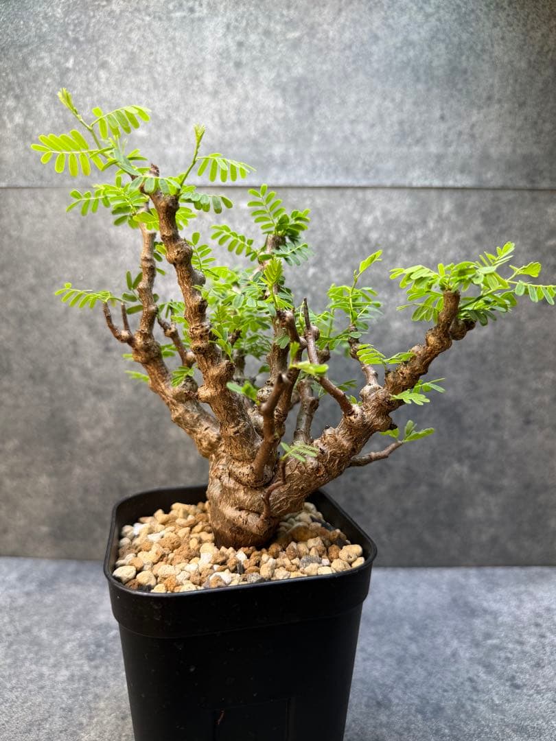 センナ　メリディオナリス　海外実生　発根済み　446