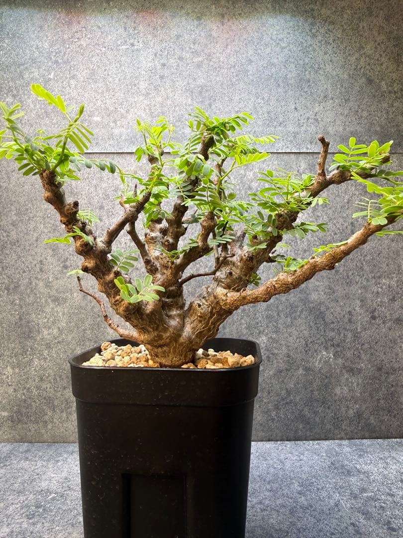 センナ　メリディオナリス　海外実生　発根済み　446