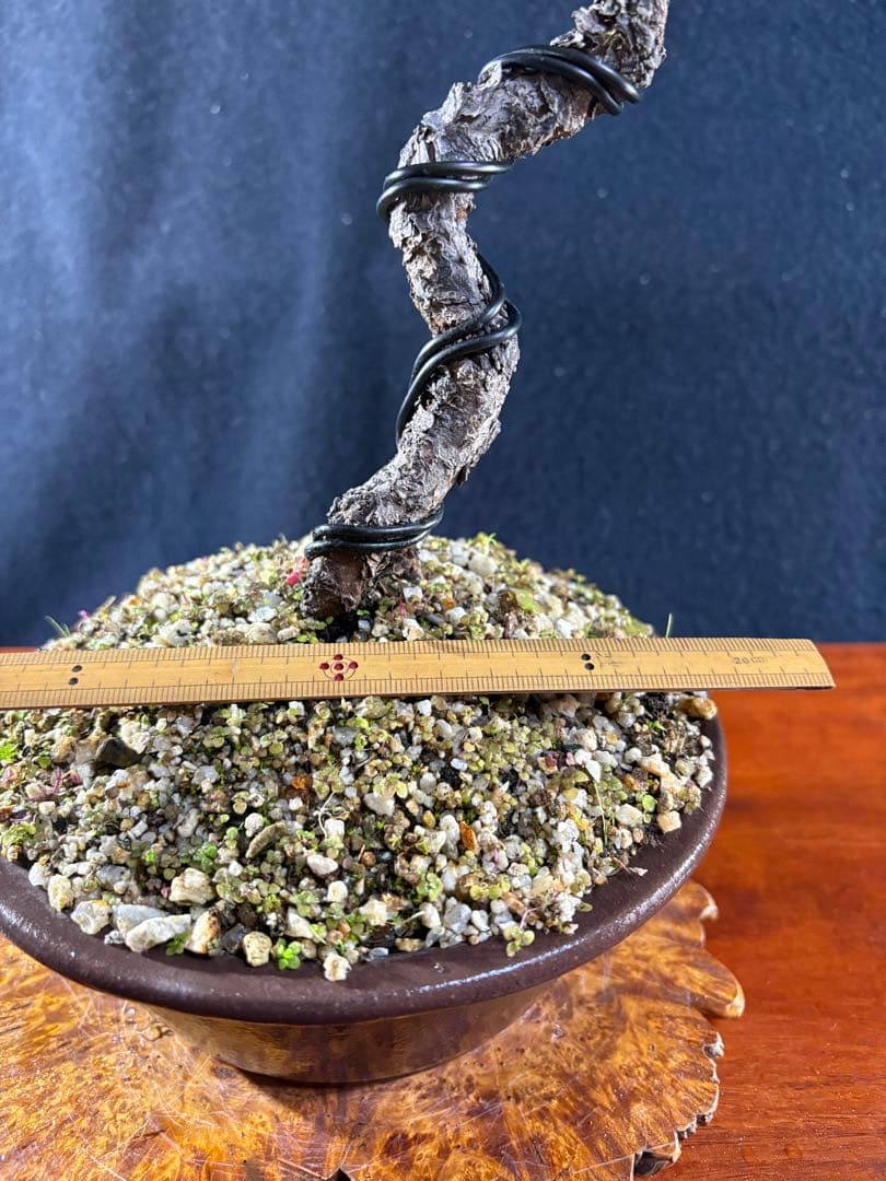 中品盆栽、赤松、斜幹作り、山採取 目立った傷や汚れなし