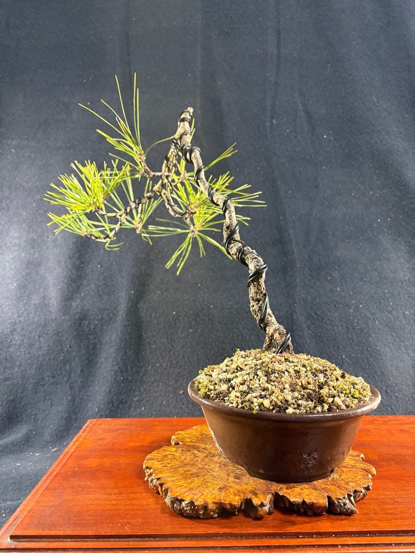 中品盆栽、赤松、斜幹作り、山採取 目立った傷や汚れなし
