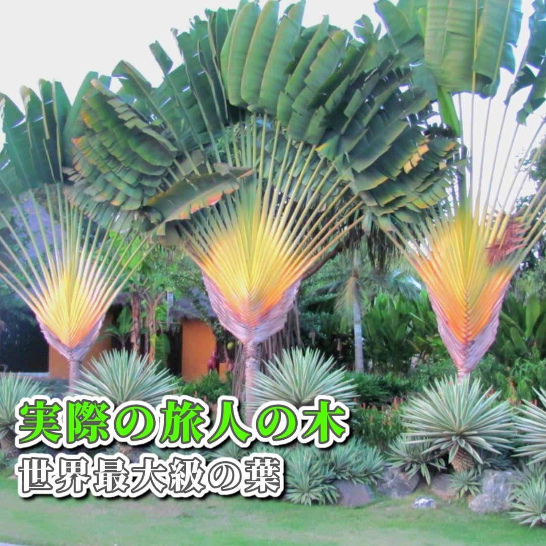 旅人の木 タビビトノキ 石垣島産 送料込み