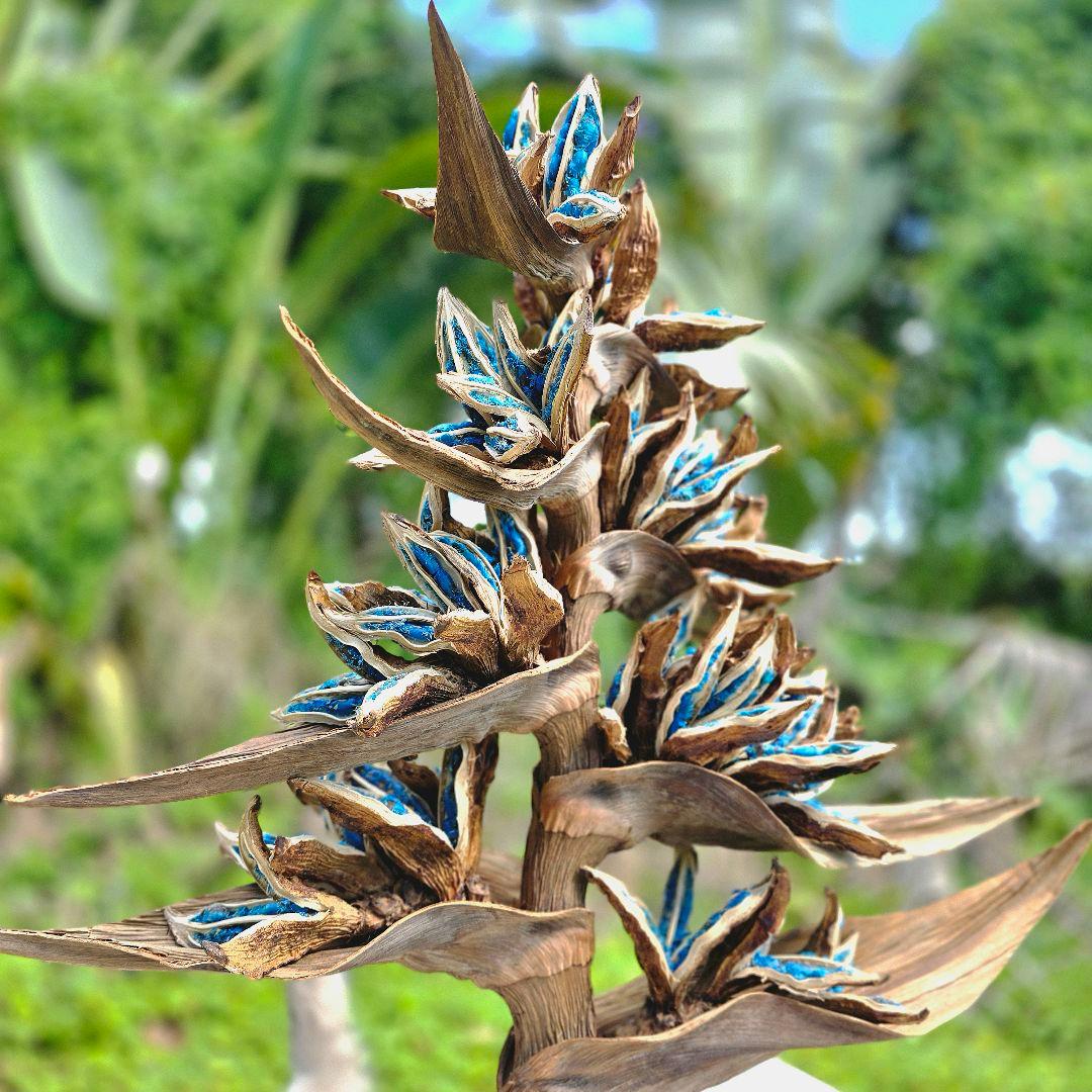 旅人の木 タビビトノキ 石垣島産 送料込み