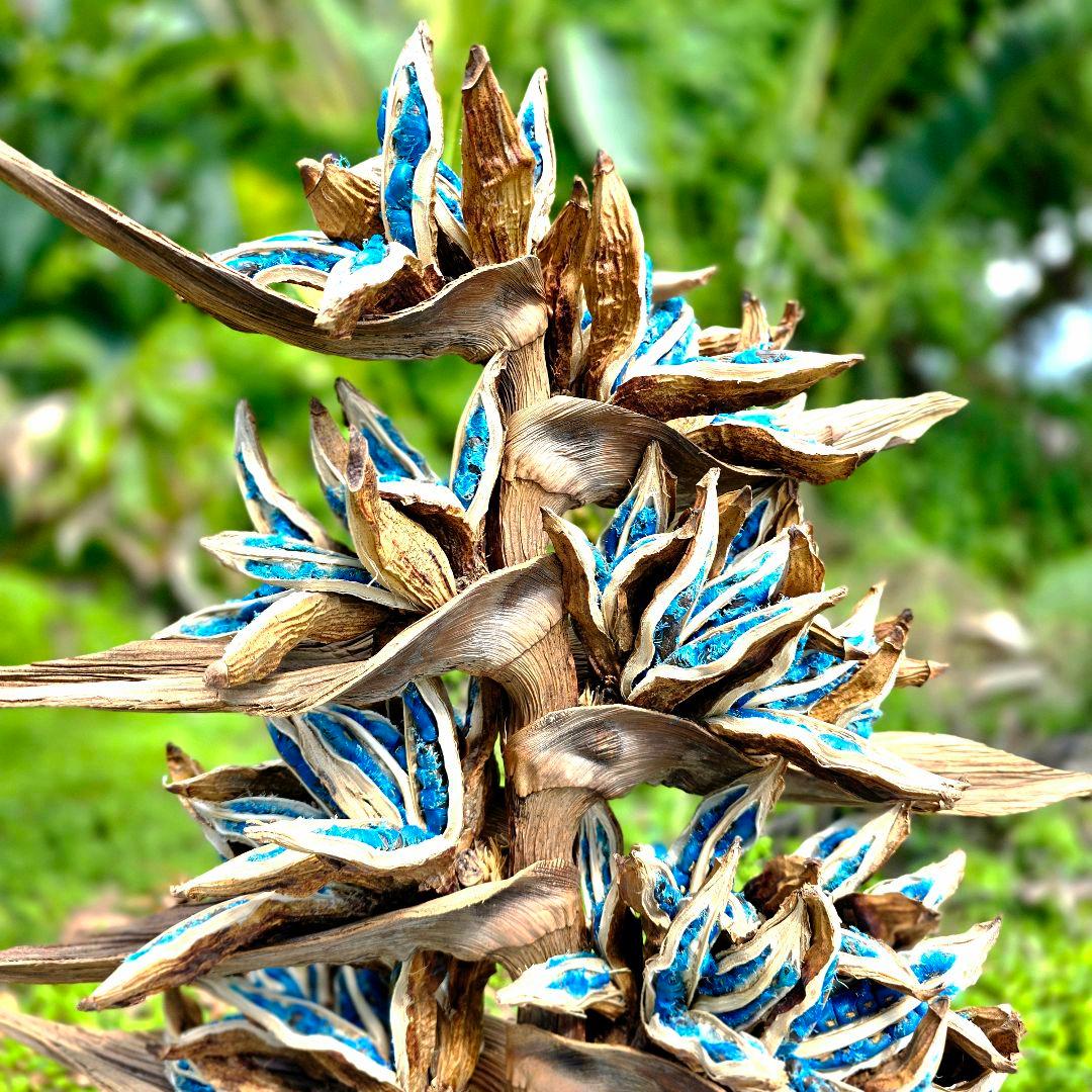 旅人の木 タビビトノキ 石垣島産 送料込み