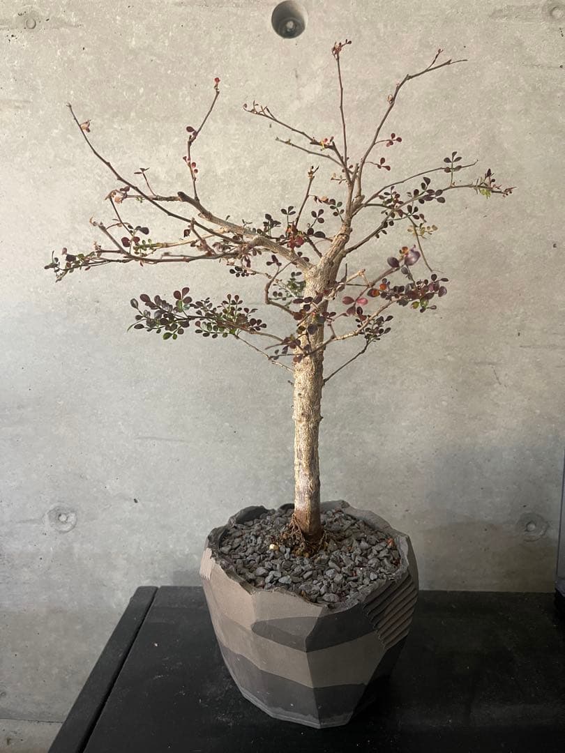 （専用）　 オペルクリカリアデカリー　実生中株　鉢付き