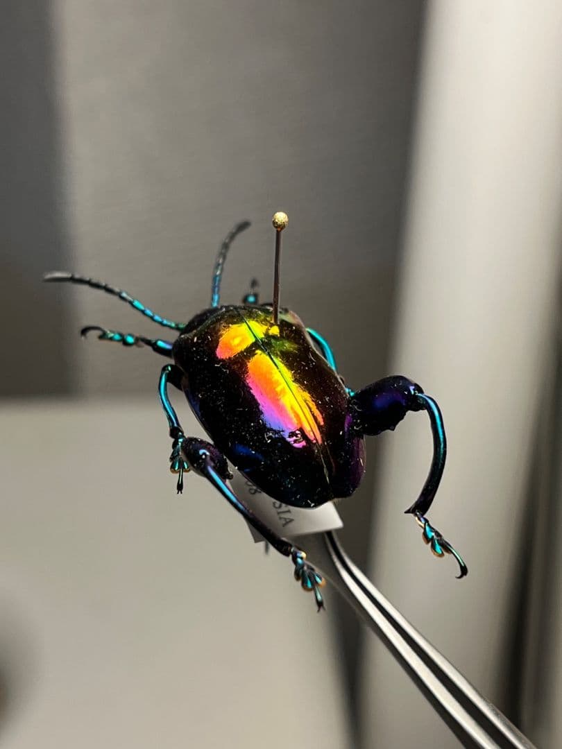 【腿太葉虫最大種】モモブトハムシ 標本　プラチナコガネ タマムシ