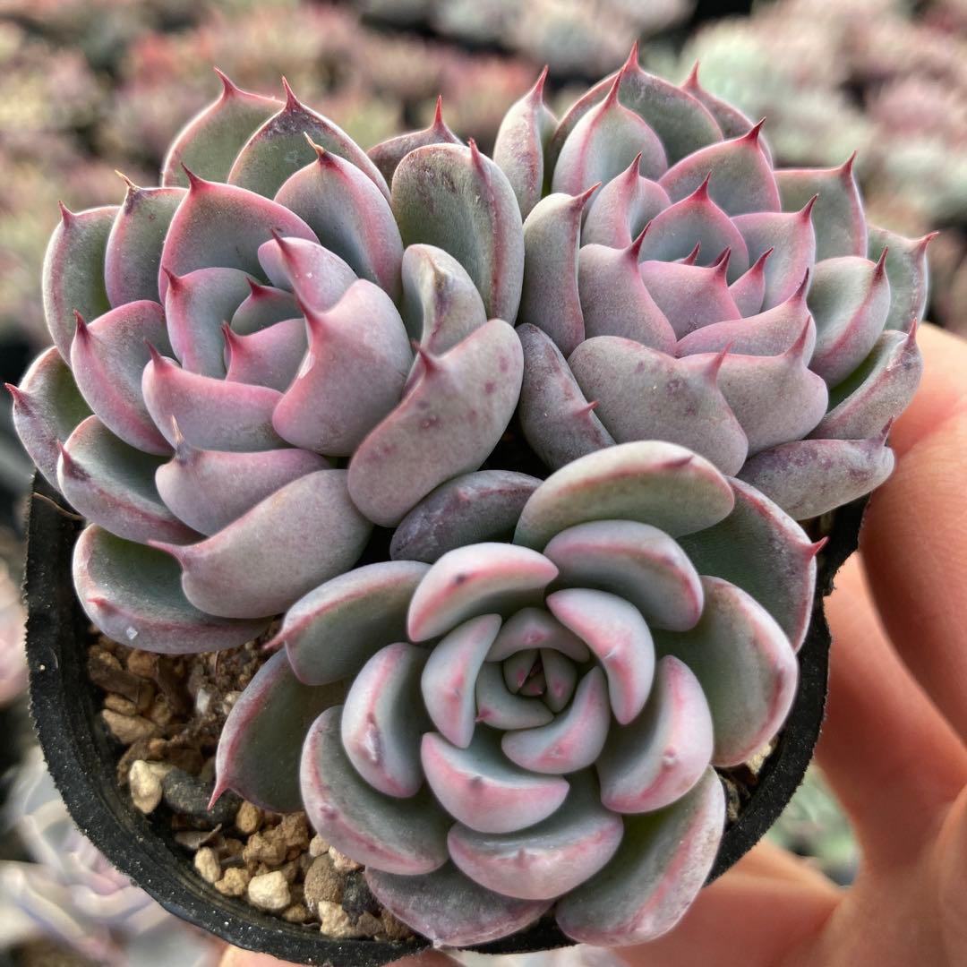 にゃ。様 リクエスト 11点 まとめ商品