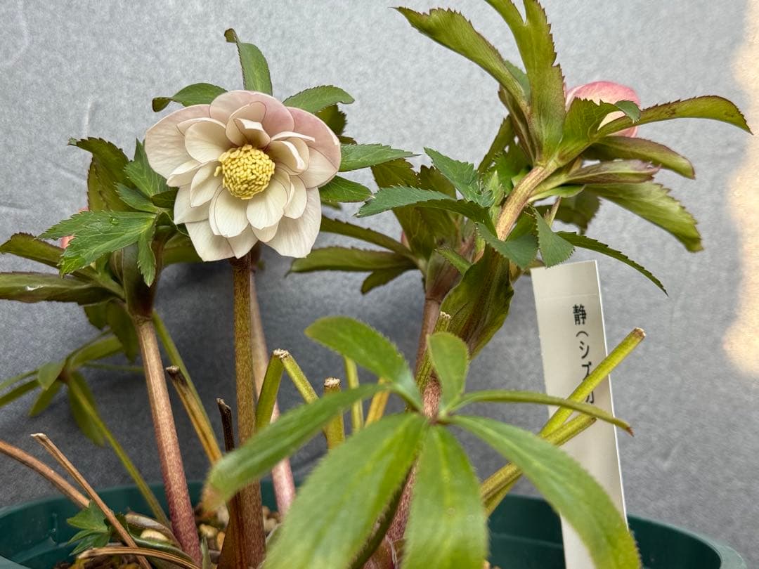 ば*な様 クリスマスローズ 開花株 充実大株 dd ピンク静　蕾いっぱい 5.5