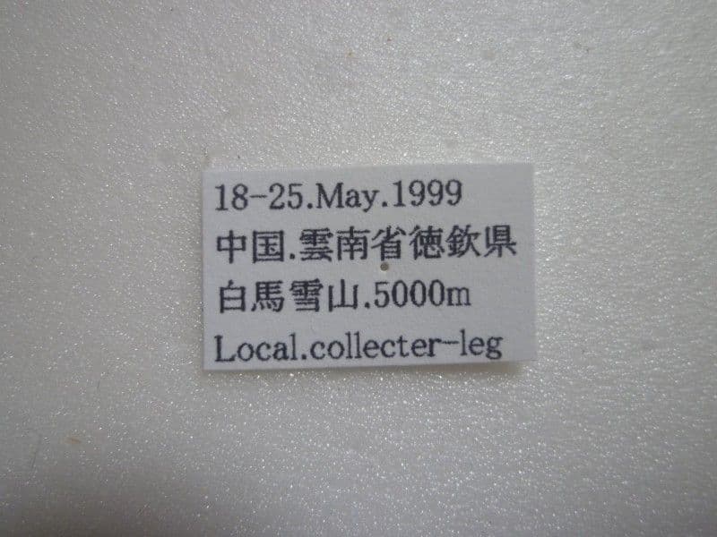 【外国産蝶標本】アッコウスバ♀♂/雲南省.白馬雪山産/♀53mm♂54mm