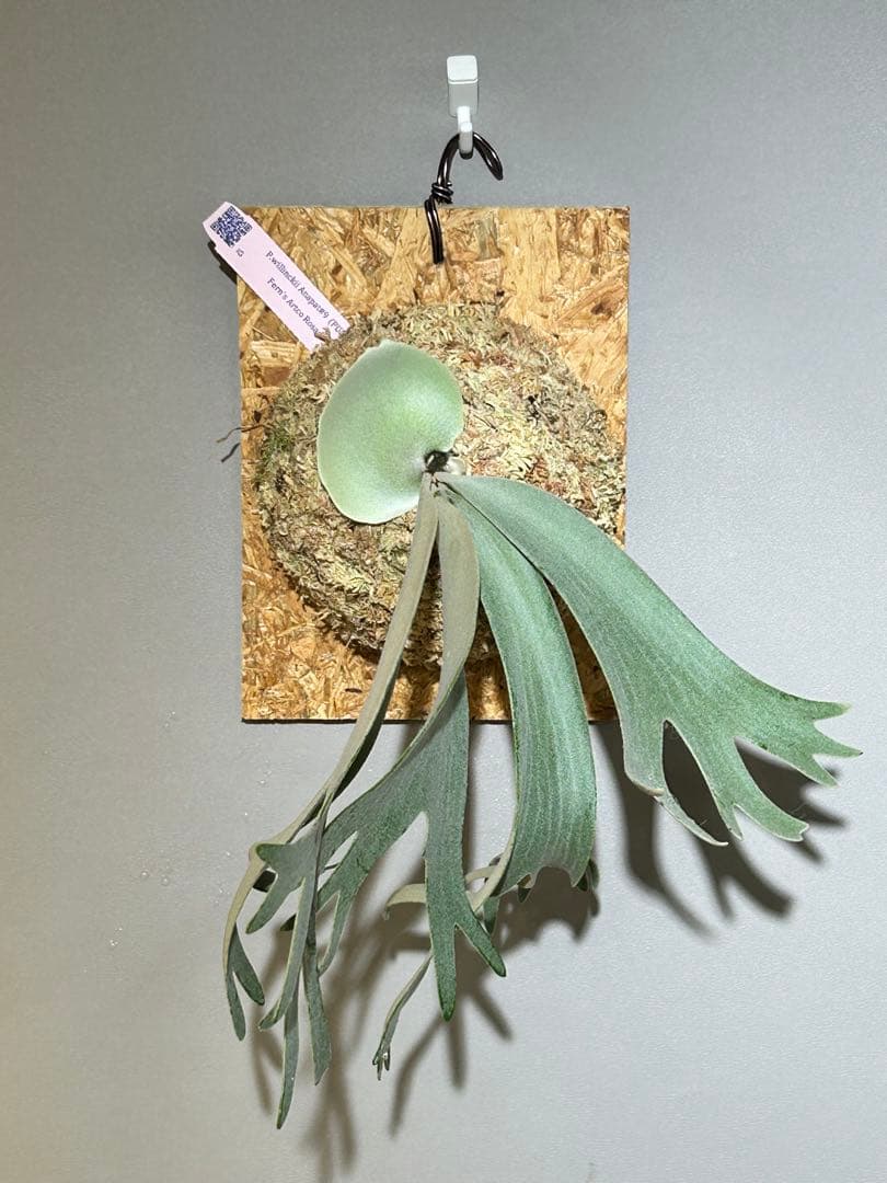 ビカクシダ P. willinckii Anapat#9 (PUP) 3