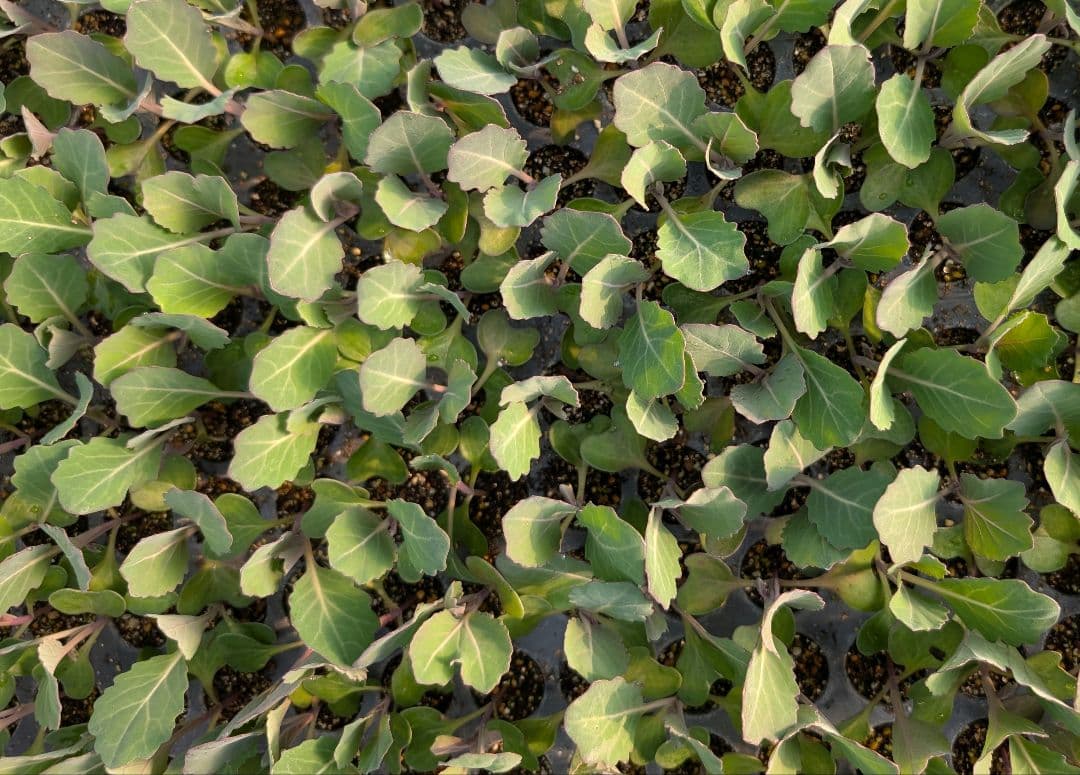 春から初夏収穫キャベツ苗　200本