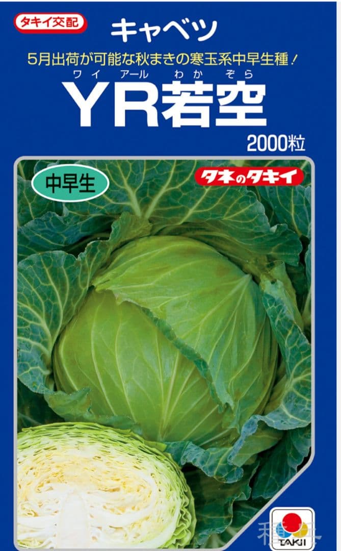 春から初夏収穫キャベツ苗　200本