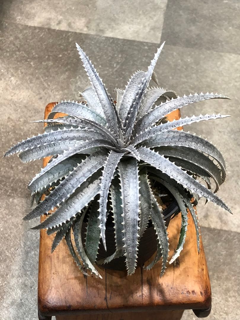 ディッキア・スノーボール②