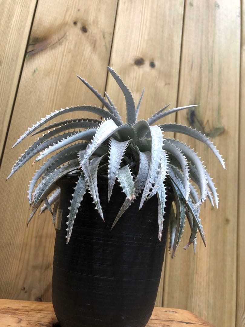 ディッキア・スノーボール②