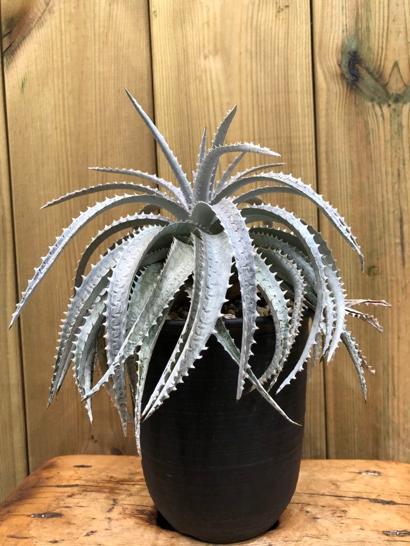 ディッキア・スノーボール②