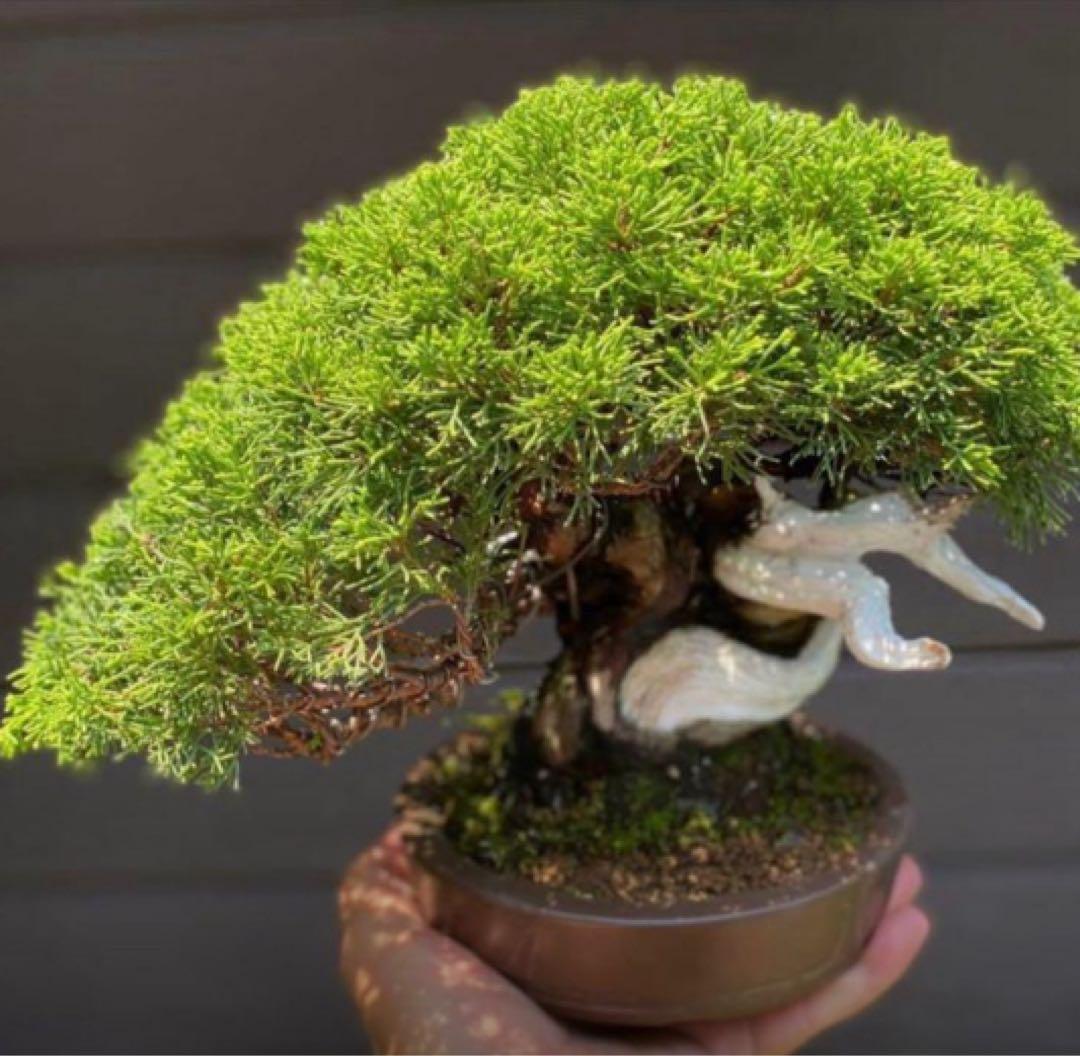 真柏　盆栽