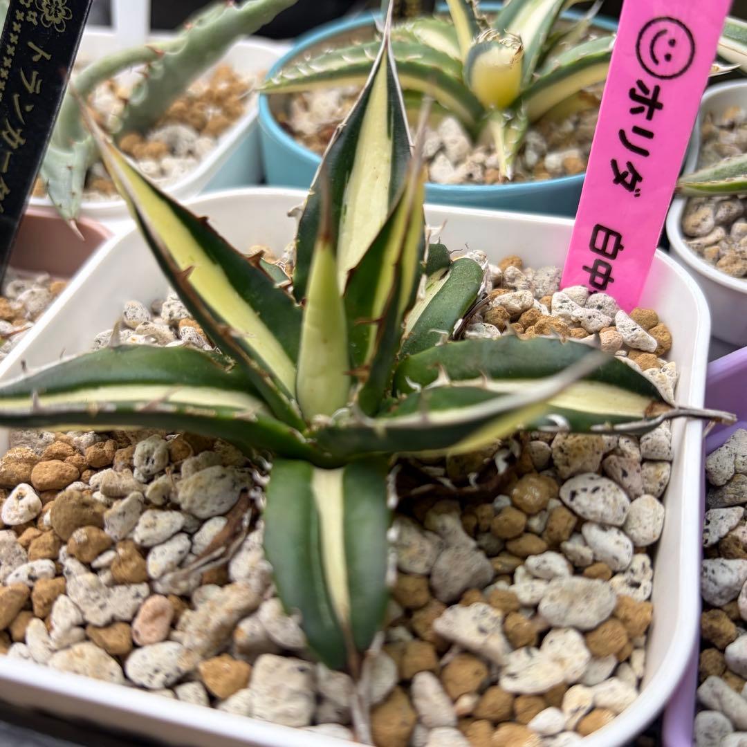 アガベ　激レア　ホリダ　白中斑