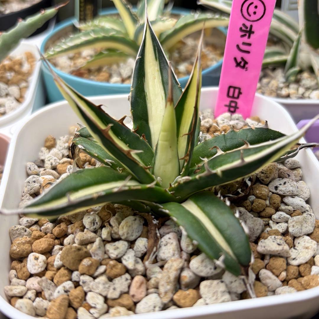 アガベ　激レア　ホリダ　白中斑