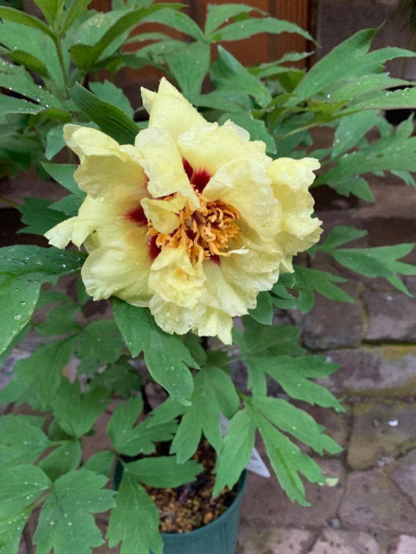 ボタン ゴールデンアイルズ 鉢ごと発送