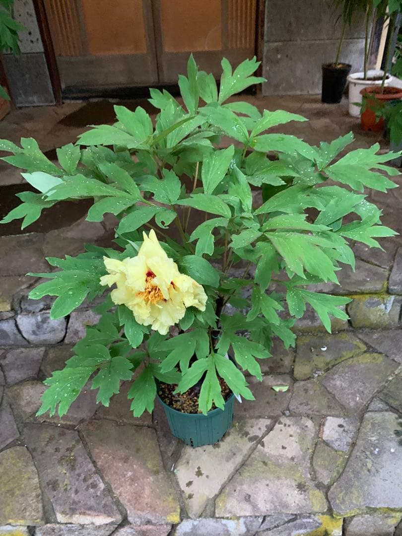 ボタン ゴールデンアイルズ 鉢ごと発送