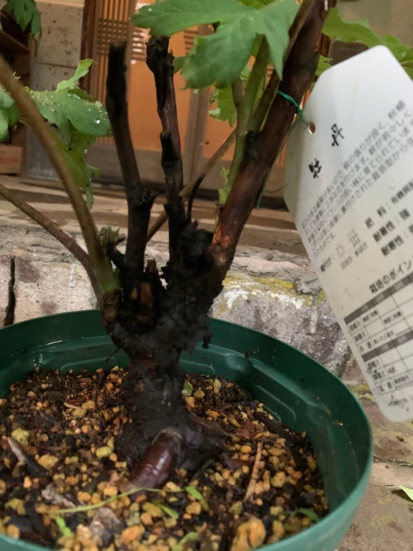 ボタン ゴールデンアイルズ 鉢ごと発送