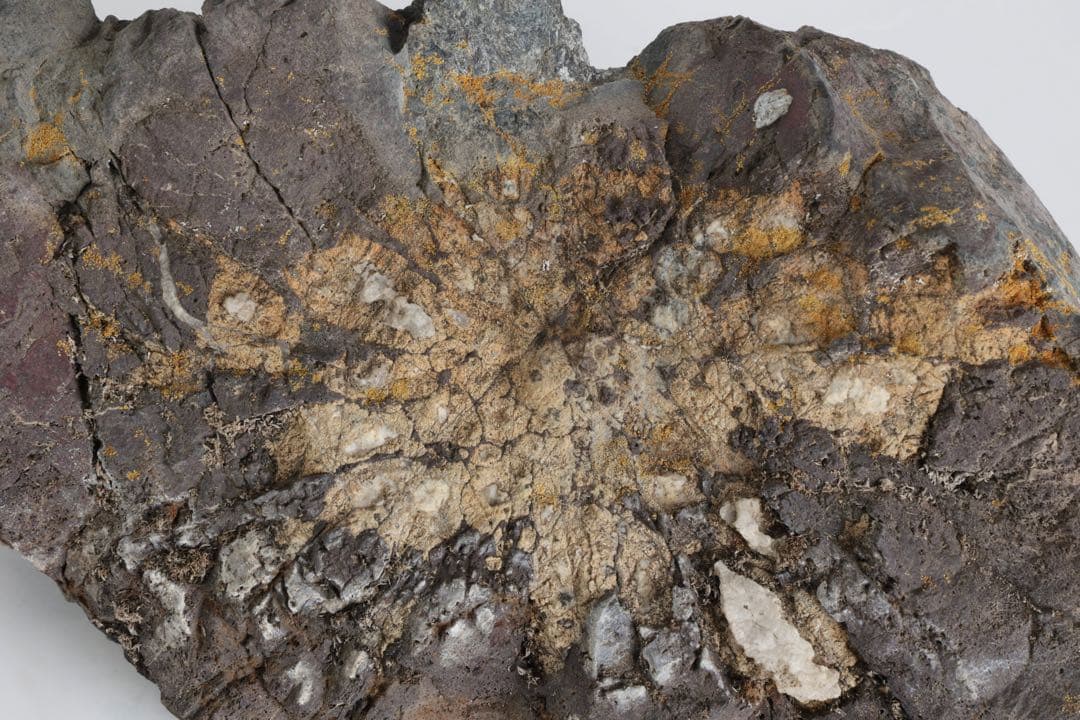 菊花石 紋石 自然石 2kg 鑑賞石 原石 水石 盆石 盆景 飾石 景石 美石