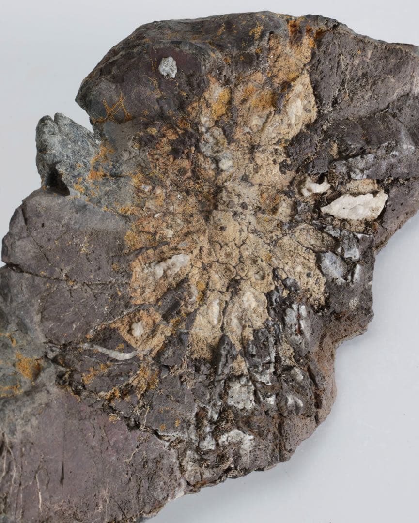 菊花石 紋石 自然石 2kg 鑑賞石 原石 水石 盆石 盆景 飾石 景石 美石