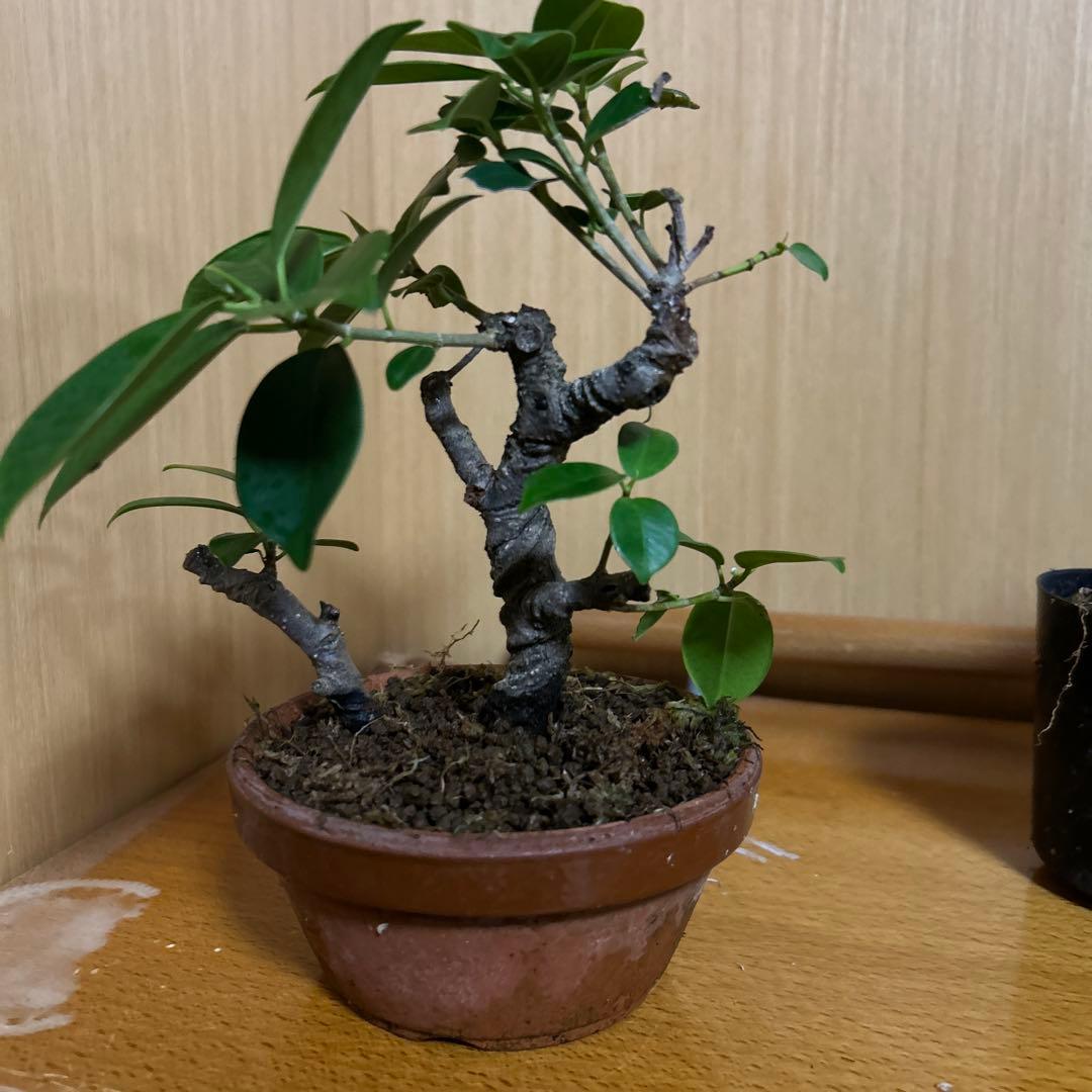 ガジュマル盆栽3本セット