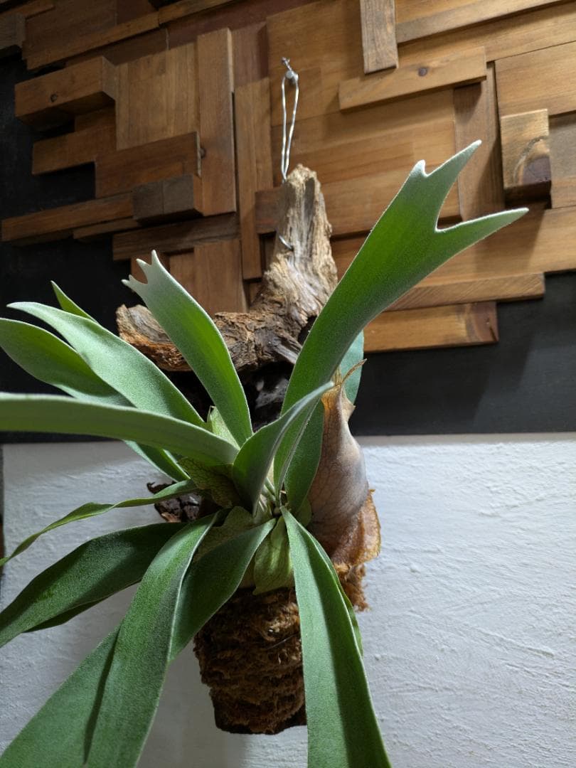 プラティケリウム ビーチー［流木付］【珍奇植物】コウモリラン・ビカクシダ