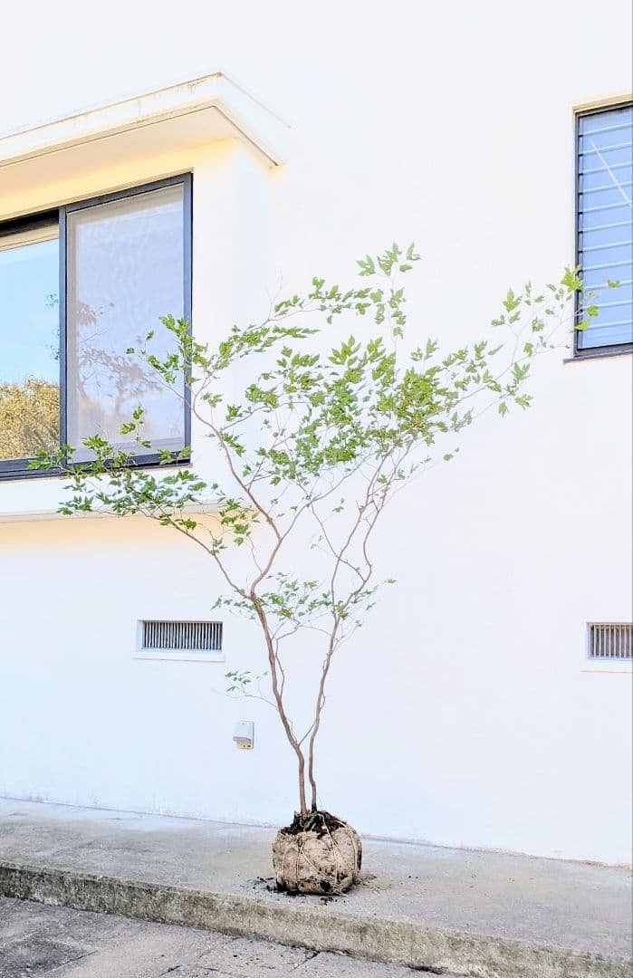 新春特価！極美。山採りシロモジ。