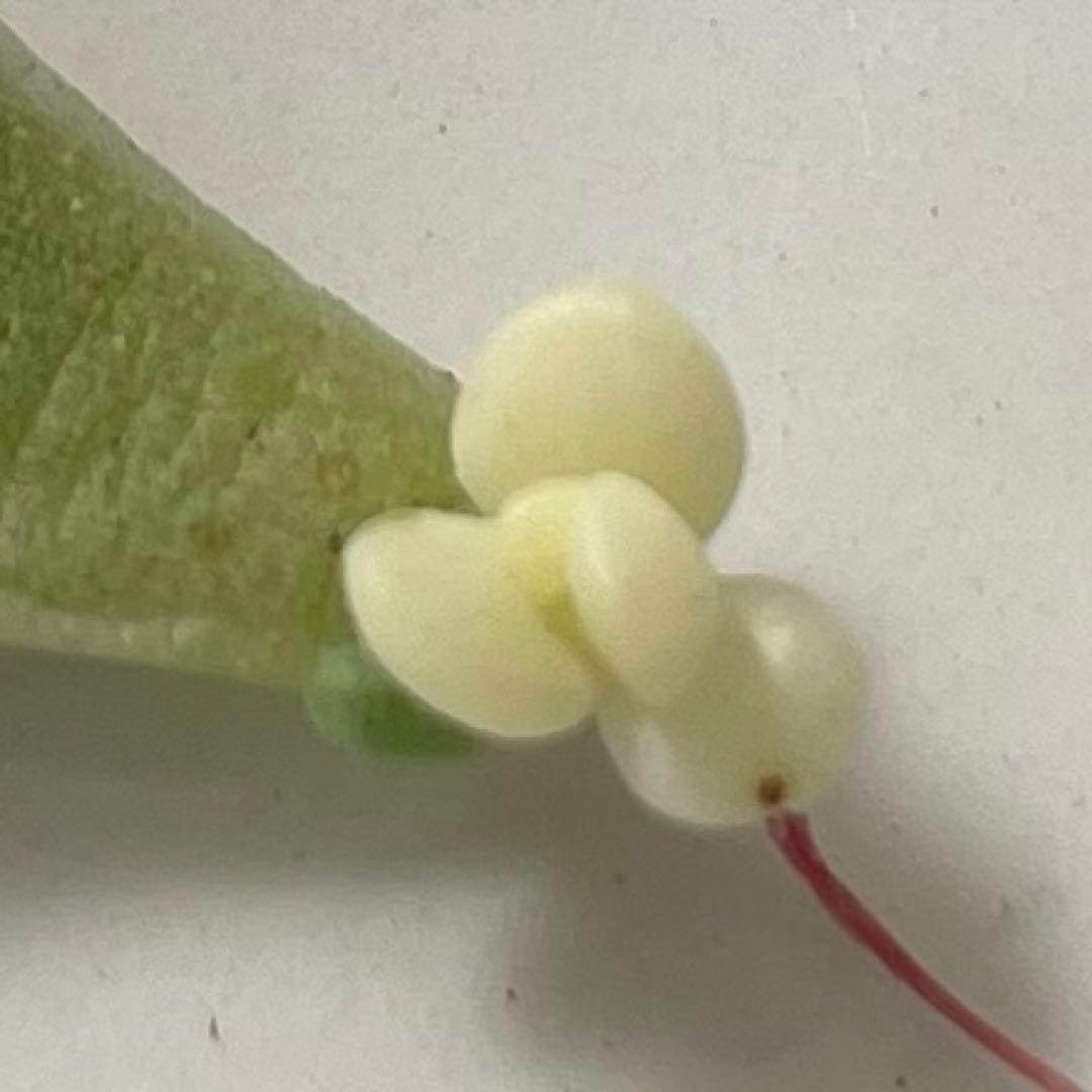 おまとめ中！多肉植物^o^ 葉挿し赤ちゃん全斑！シャンパンライム錦