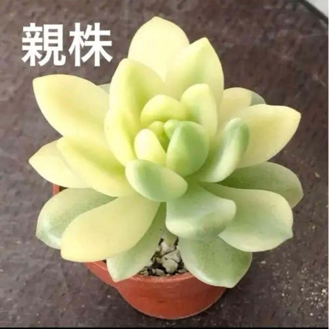おまとめ中！多肉植物^o^ 葉挿し赤ちゃん全斑！シャンパンライム錦