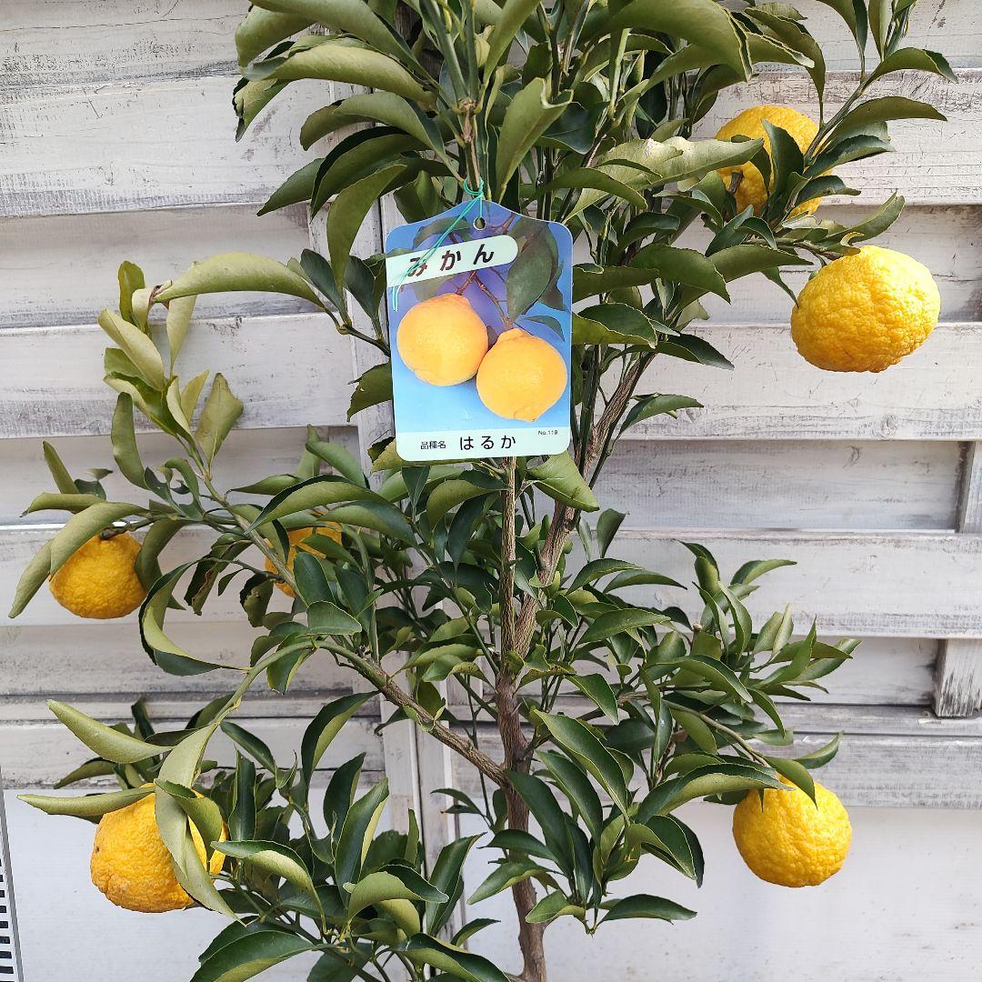 はるか 3年生 苗木 実つき！