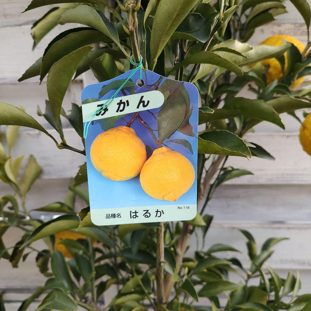 はるか 3年生 苗木 実つき！