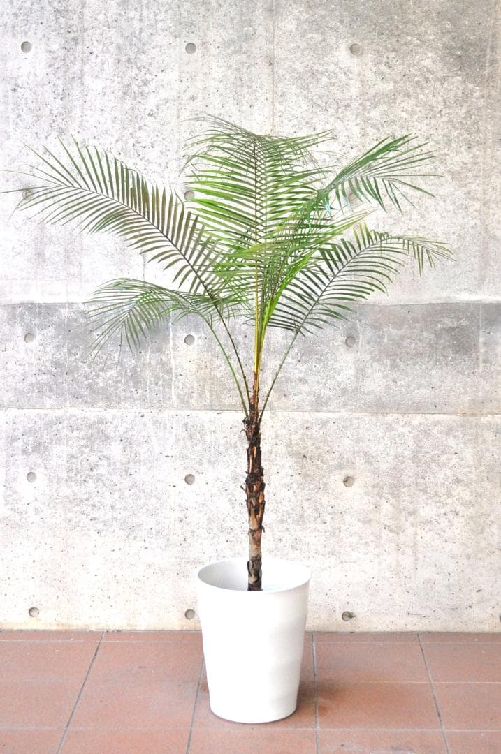 ブラジルヒメヤシ 150cm 10号