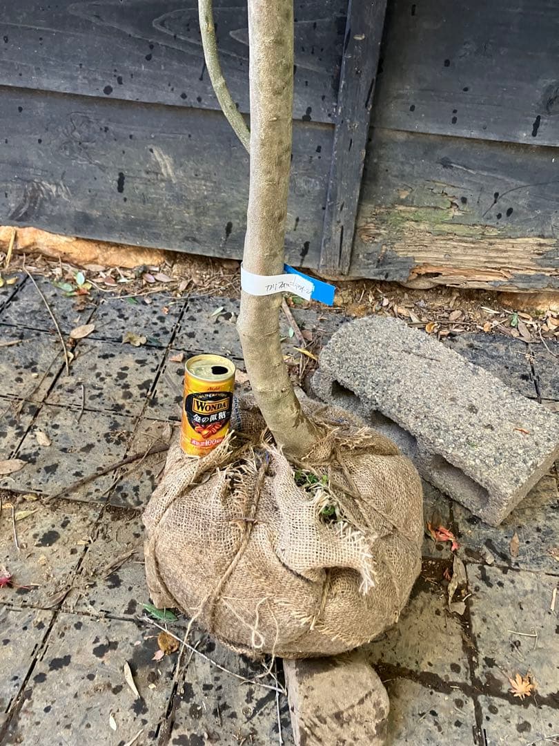 希少　オリーブの木　カリフォルニアクイーン