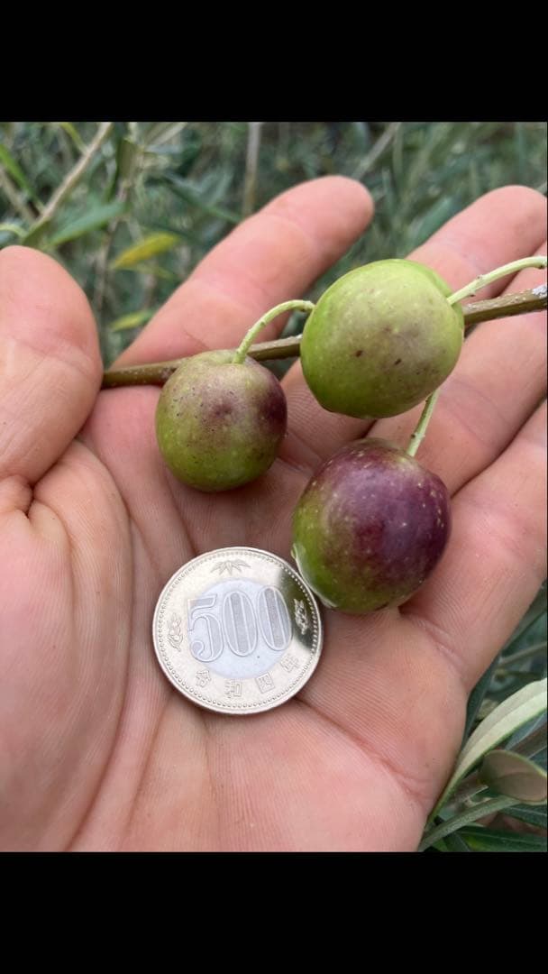 希少　オリーブの木　カリフォルニアクイーン