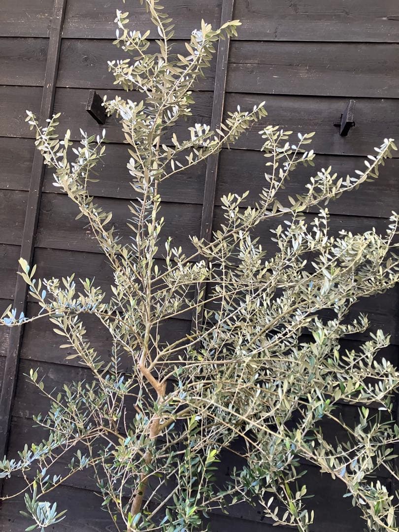 希少　オリーブの木　カリフォルニアクイーン