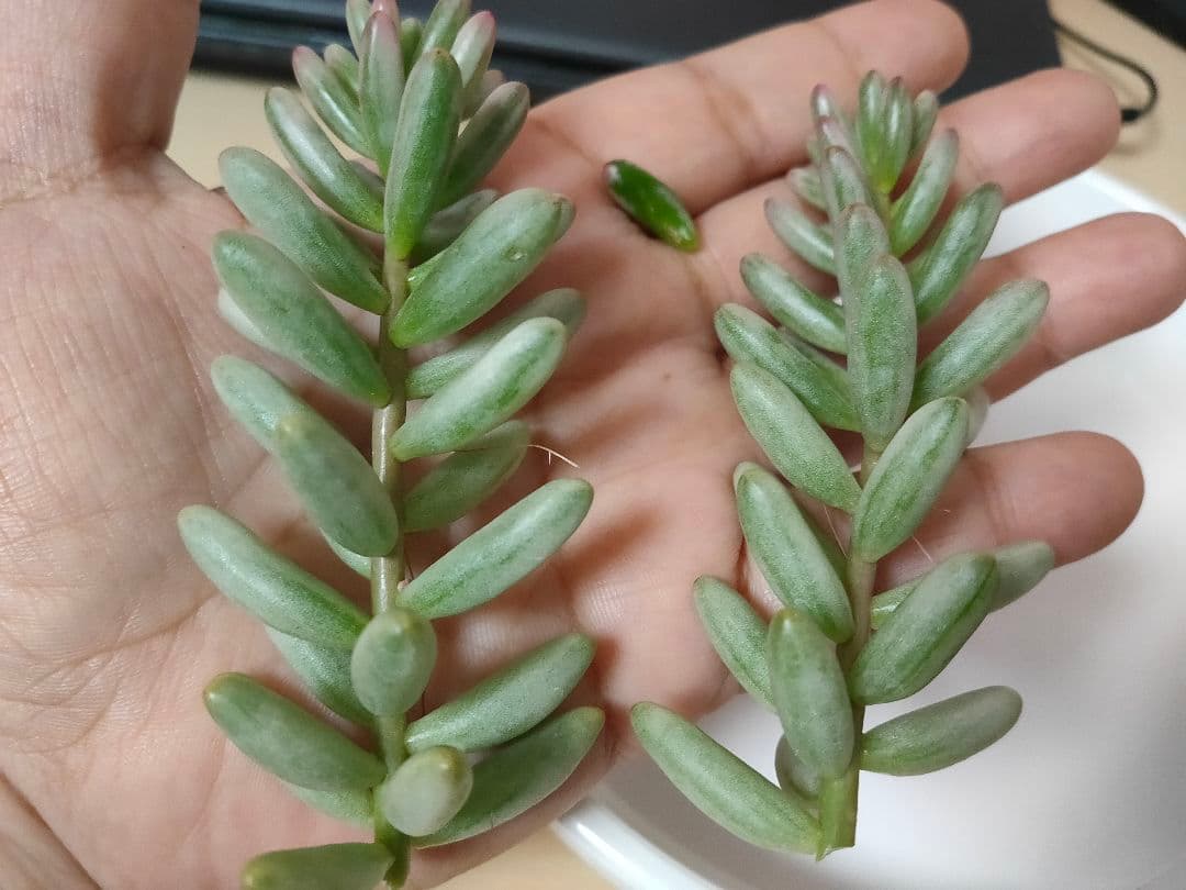 ✿多肉植物・オーロラ✿