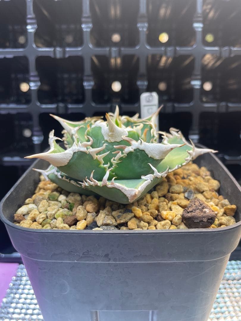 TAKENOKO SHOP アガベチタノタホオジロザメCJスペシャル ⑤