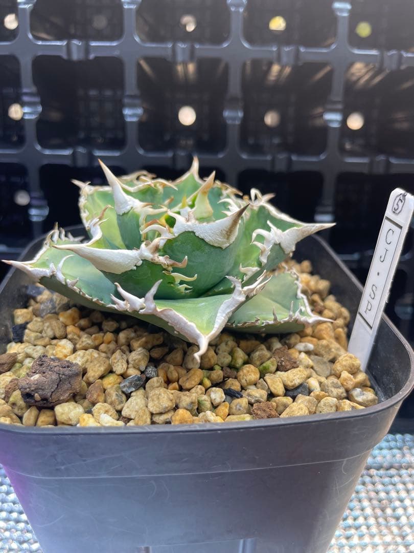 TAKENOKO SHOP アガベチタノタホオジロザメCJスペシャル ⑤