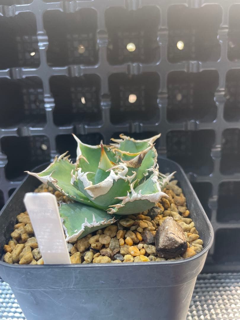 TAKENOKO SHOP アガベチタノタホオジロザメCJスペシャル ⑤