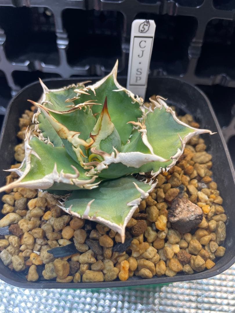 TAKENOKO SHOP アガベチタノタホオジロザメCJスペシャル ⑤