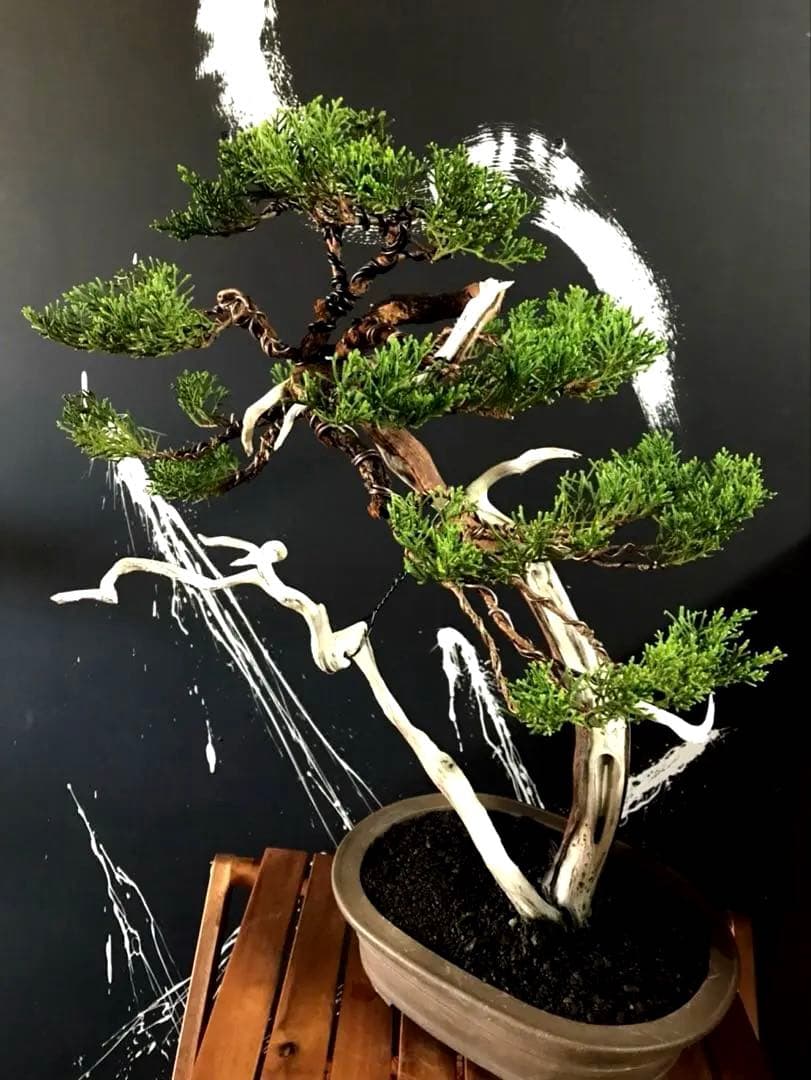 糸魚川真柏盆栽 ☆★山木★☆