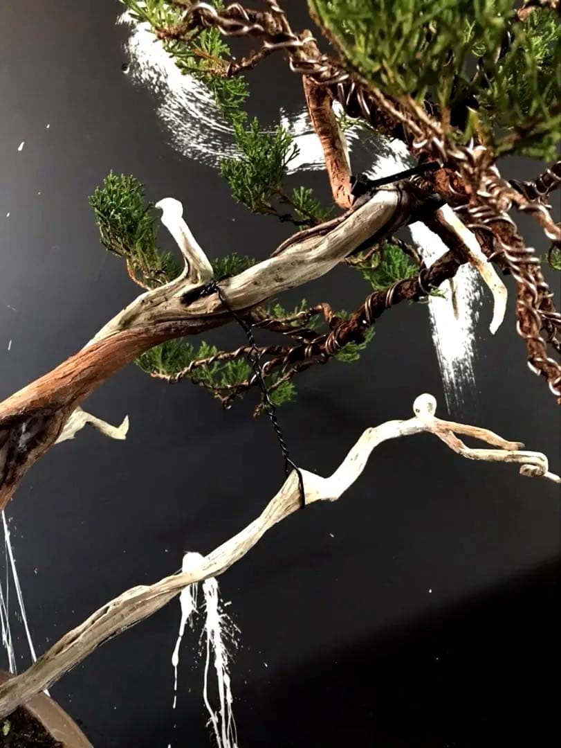 糸魚川真柏盆栽 ☆★山木★☆