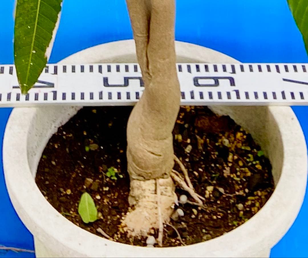 38ヤマシタマンゴー　耐寒性フルーツ