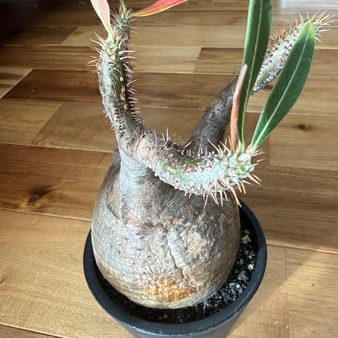 パキポディウム グラキリス　現地株