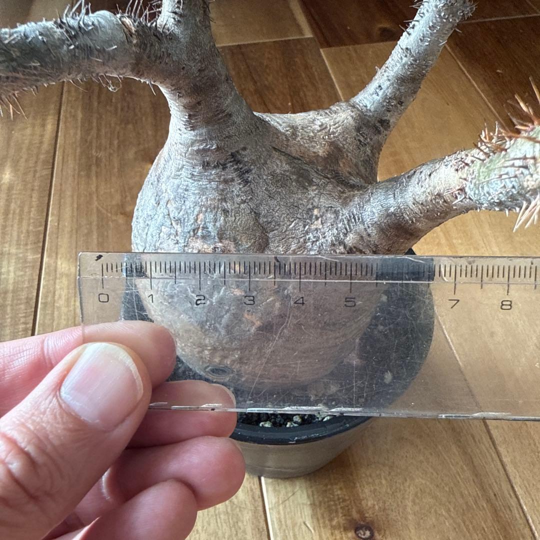 パキポディウム グラキリス　現地株